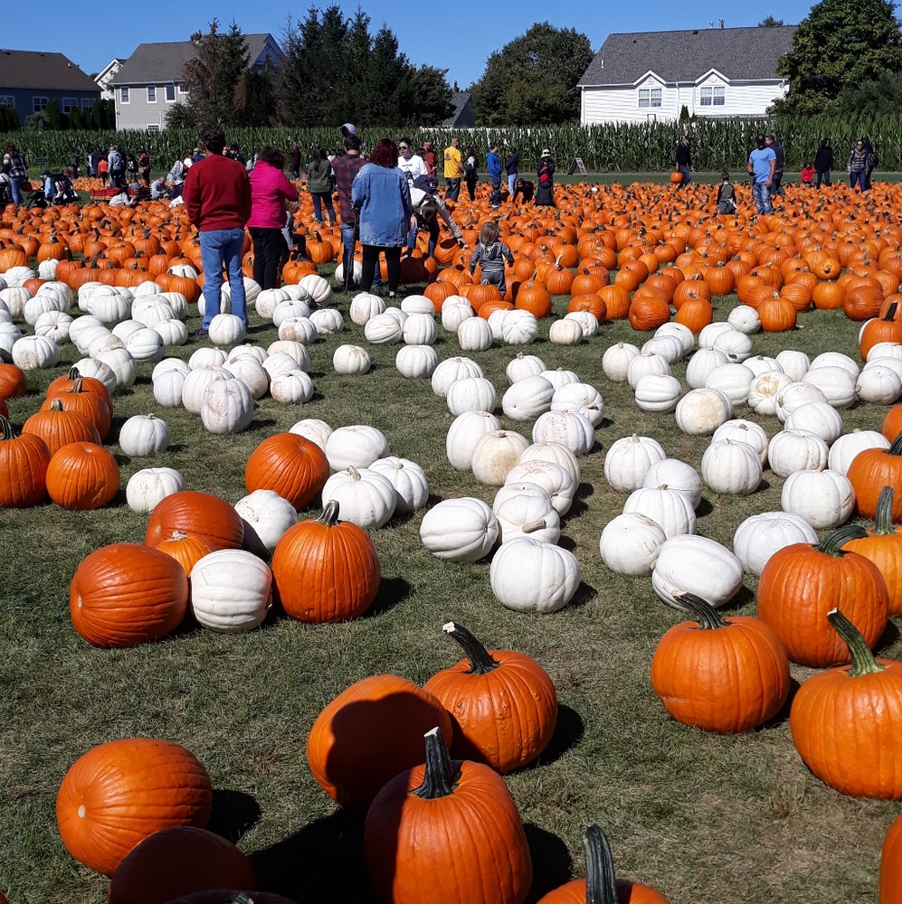 Meet your Posher, Sharian